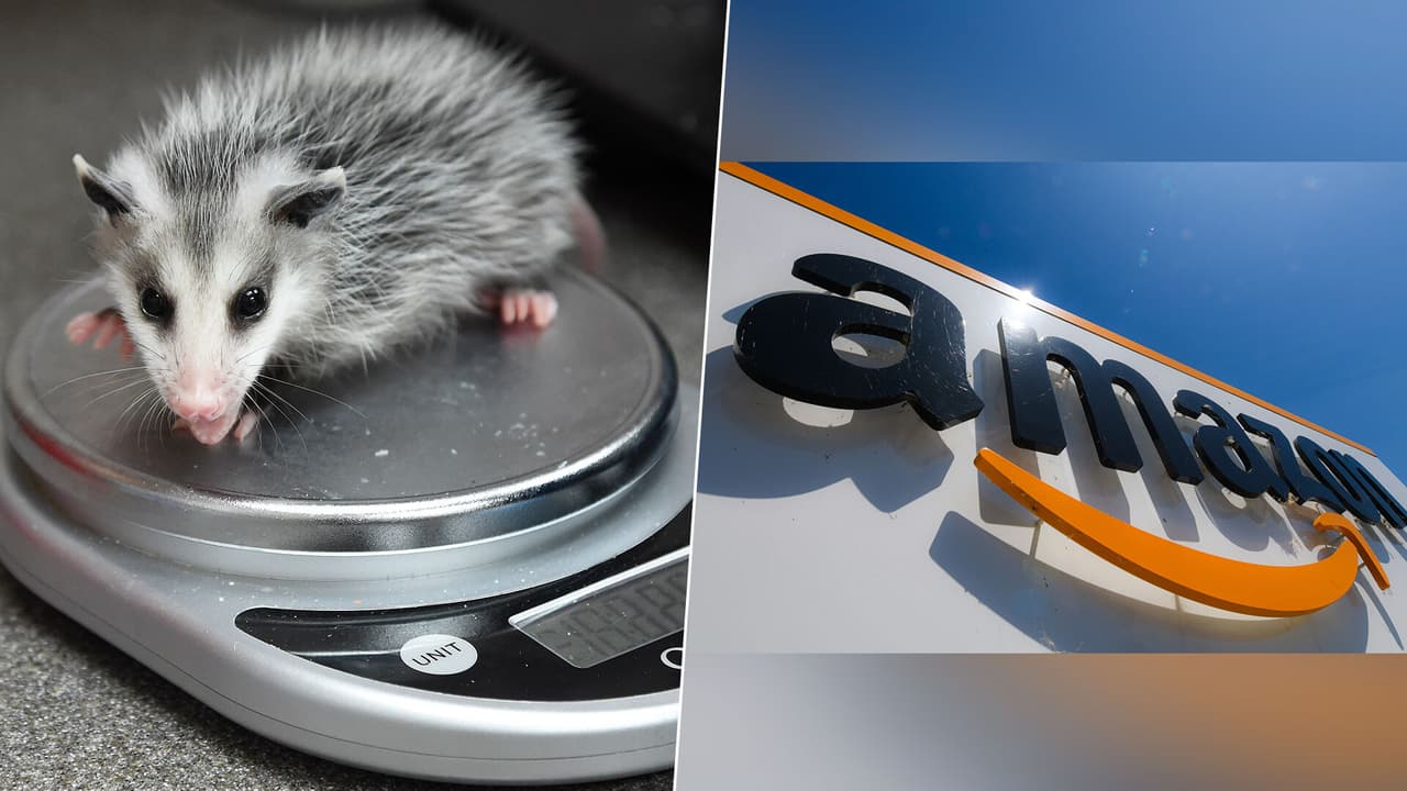 Video de seguridad capta el momento en que extraño animal roba un paquete de Amazon