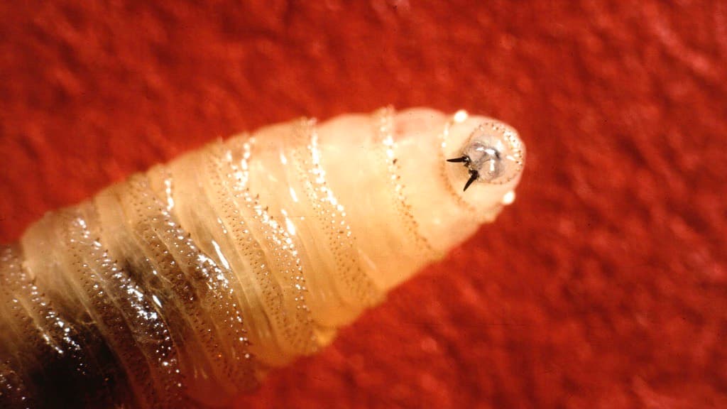 Una larva del gusano barrenador del nuevo mundo descansa en esta foto sin fecha.