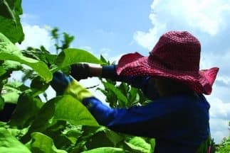 Denuncian terribles tratos a niños hispanos que trabajan en plantaciones de tabaco