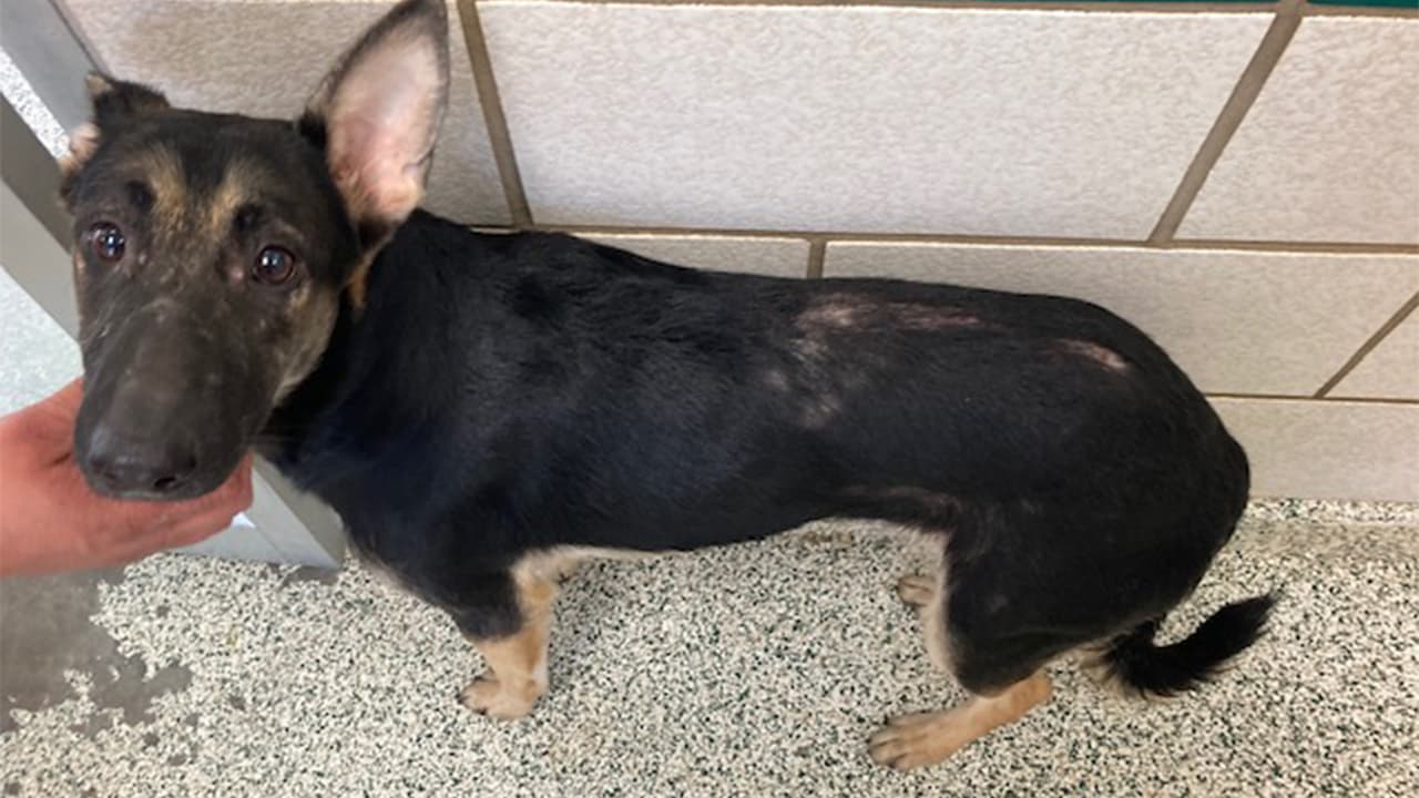 Después de ser atendidos, se pondrán a disposición para ser adoptados.