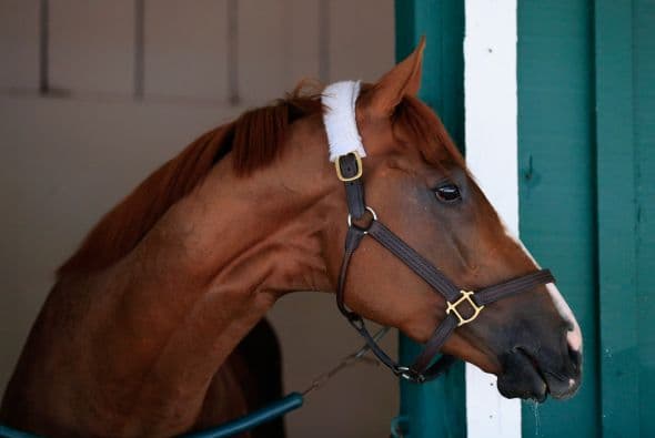 Pareciera que a California Chrome le gusta posar para las cámaras.