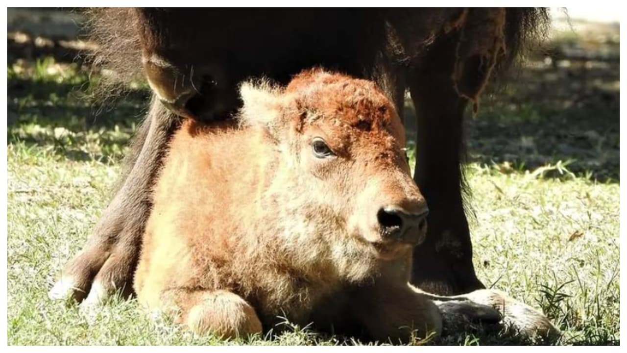 Beverly, la bisonte ‘estrella’ del Zoológico Cape May, tiene a su primer bebé