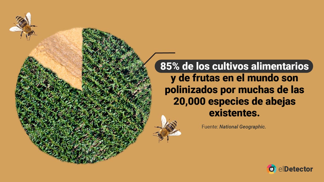 <a href="https://www.univision.com/noticias/diamundialabejas-no-evidencias-humanidad-acaba-4-anos-si-desaparecen-abejas-pero-mundo-si-cambiaria" target="_blank">Lee aquí</a> la verificación completa de
<b> elDetector.</b>