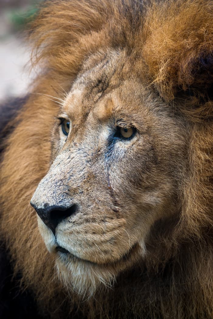 Jonathan fue traído al zoológico de Houston en 2006 y vivió la mayor parte de su vida allí. El león había sido rescatado de un dueño particular cuando tenía pocos años de edad.