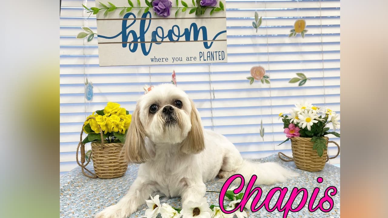 Chapis es la segunda perrita de Martha Kattan