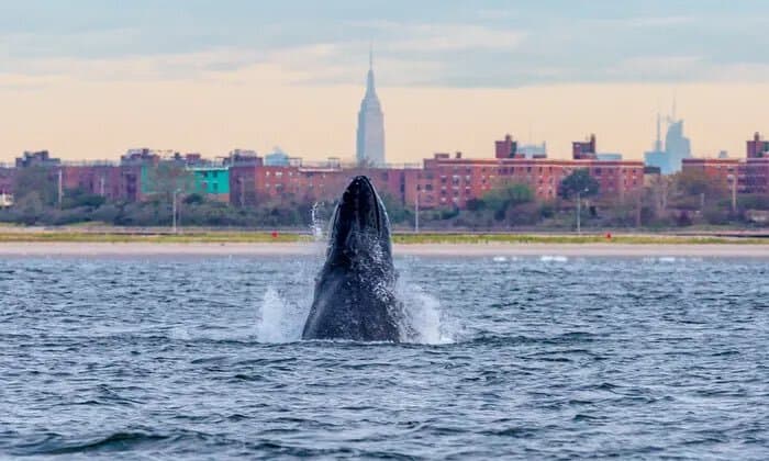 Además de los delfines y ballenas, también se ha visto una docena de tiburones blancos en las playas de Nueva York.
<br>