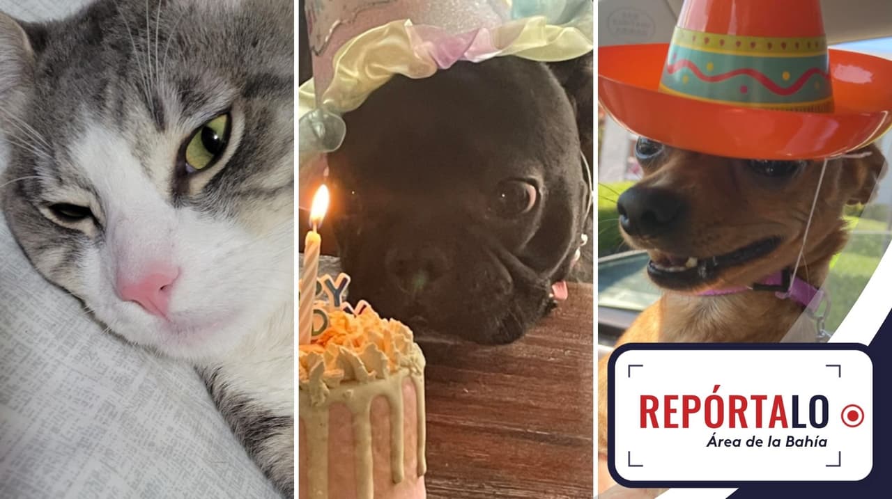 Te presentamos una selección de las fotos que la audiencia de Noticias Univision 14 envió a través de la plataforma Repórtalo Área de la Bahía.