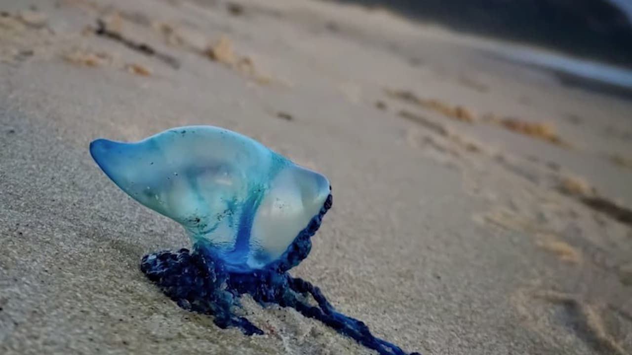 Los expertos 
<b><a href="https://www.univision.com/temas/recomendaciones">recomiendan</a></b> vigilar la zona antes de entrar al agua, aseguran que a veces es difícil verlos porque se confunden con las olas debido a su color. La picadura de esta medusa puede provocar ardor.