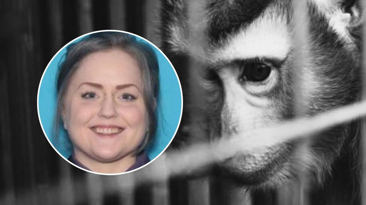 Sus víctimas eran principalmente monos: se declara culpable de distribuir videos de tortura animal