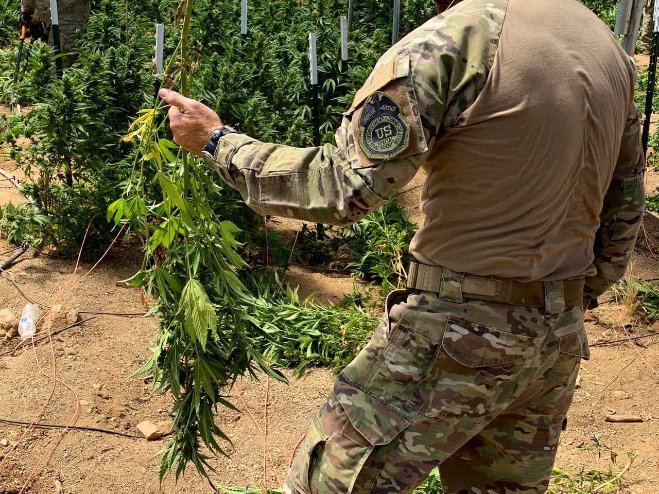 Un agente de la DEA participa en la destrucción de un cultivo ilegal de marihuana en California.
