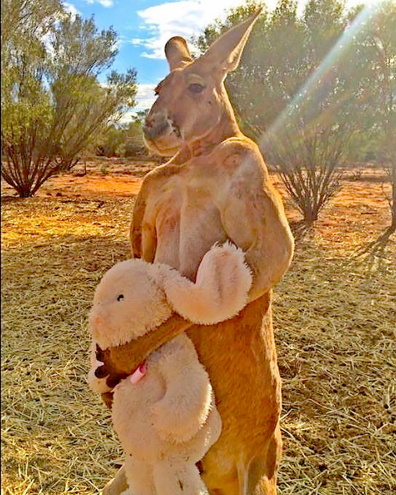 Otro internauta le agradeció que hubiera "despertado a muchas personas en todo el mundo sobre lo bonitos y especiales que son los canguros".
