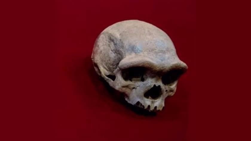 ¿Pudo existir otra especie humana en el pasado? El análisis de un cráneo de 146,000 años dice que sí