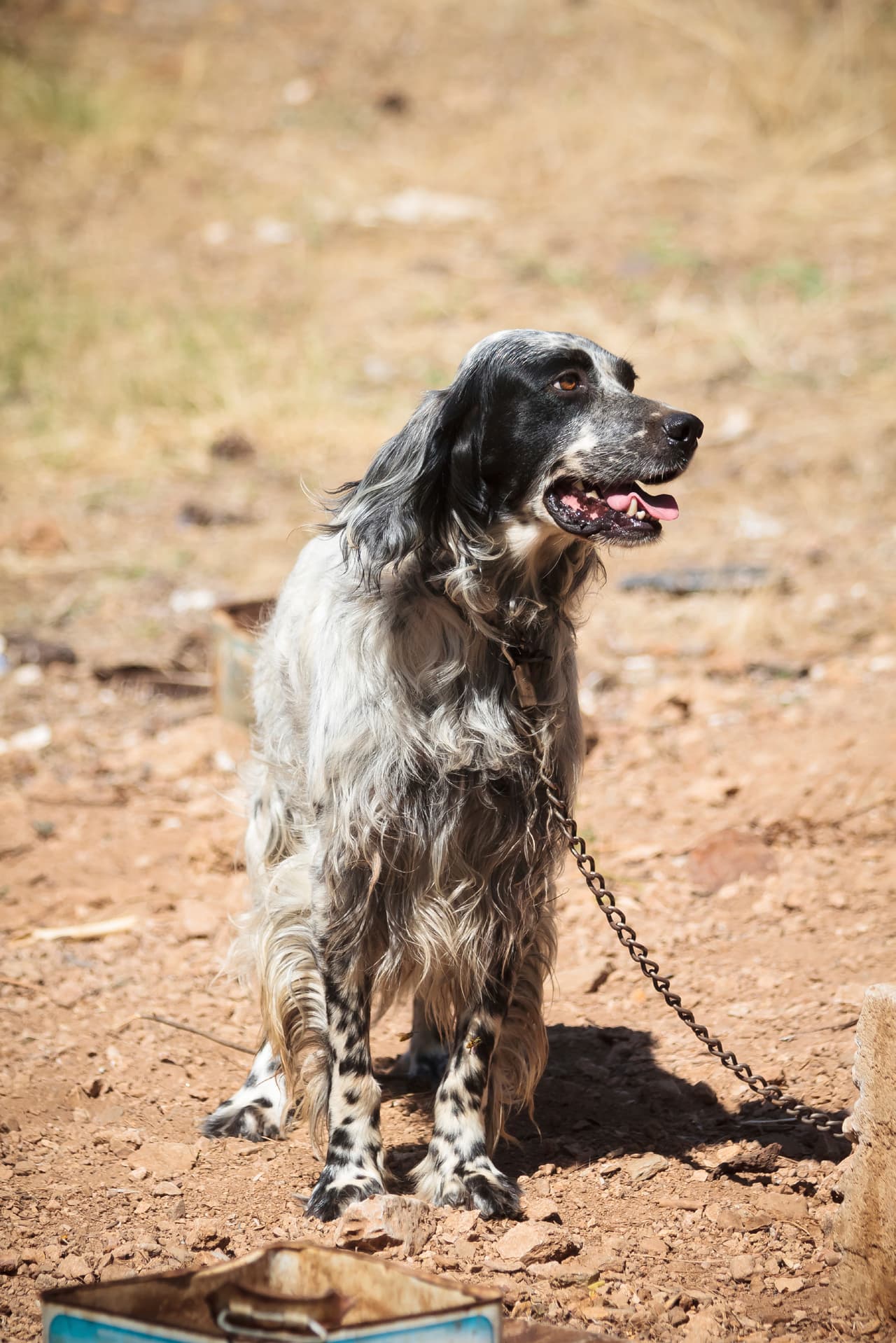 La página de compras online inesperadamente se convierte en una campaña contra las granjas de cachorros y la venta irresponsable de los mismos.