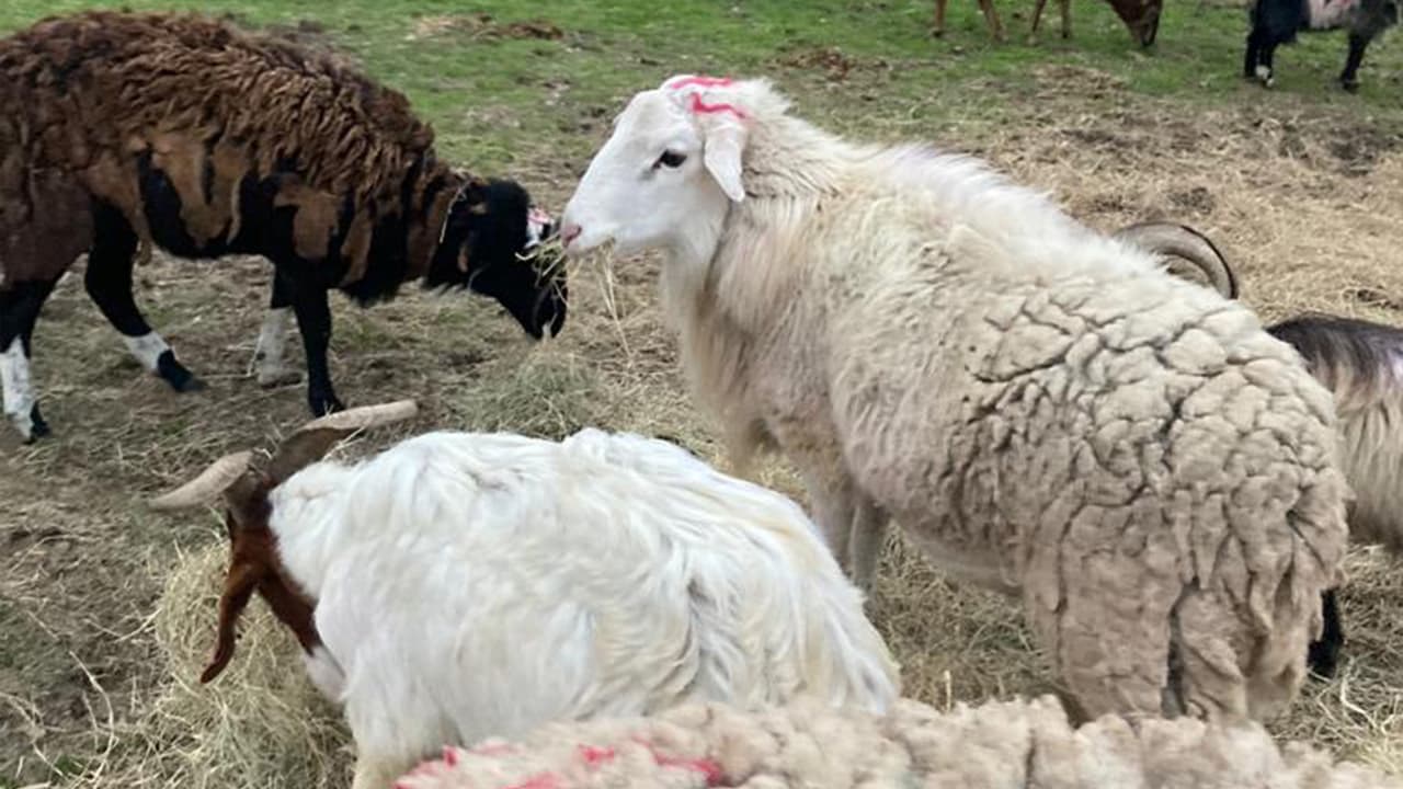 "La crueldad hacia los animales ocurre en todas partes, pero necesitamos que la comunidad sepa, si ven algo, digan algo", dijo Eric Fagan, alguacil del condado Fort Bend