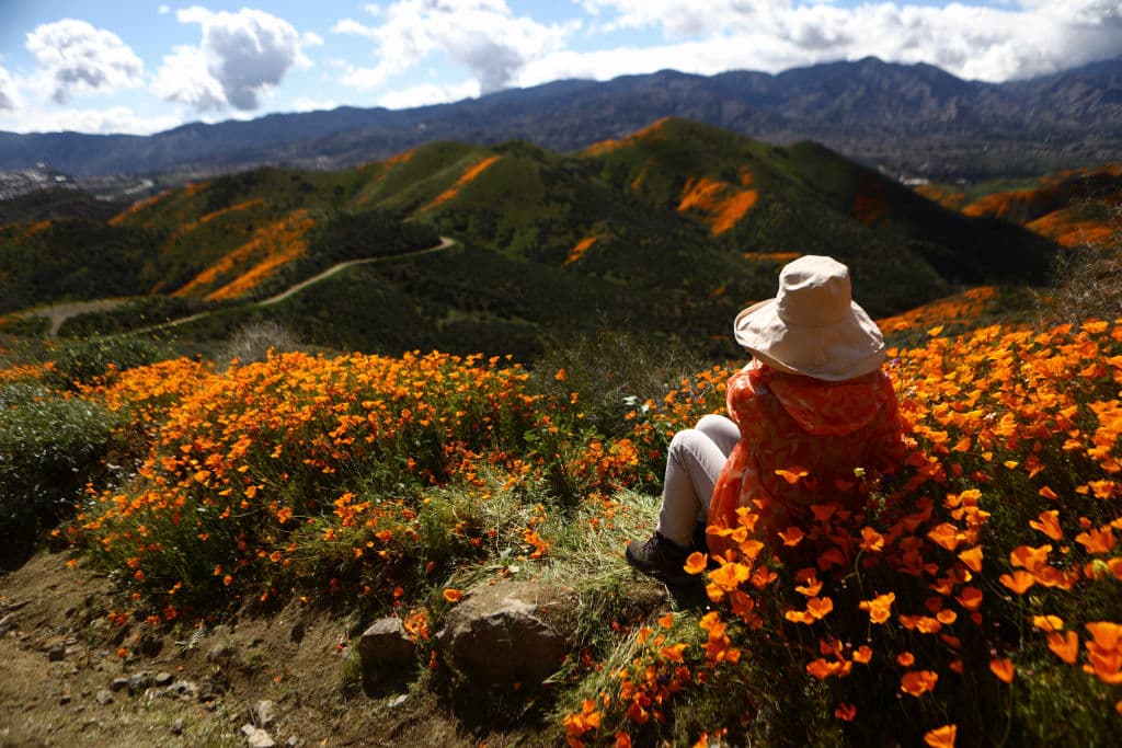 Caroline Edwards, de 68 años, es una de las visitantes que ha acudido al parque para deleitarse con el fenómeno floral en compañía de amistades que han venido desde lejos. "Oímos decir que la eclosión sería fantástica este año y mis amigas vinieron desde Tacoma, (en el estado de) Washington", dijo a la agencia EFE.
<br>