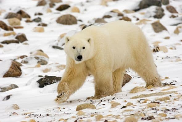 Aquí les enseñamos un poco sobre este tesoro natural, los osos polares... Los osos polares son los más grandes de los carnívoros terrestres.