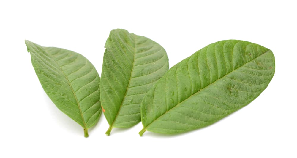 También ayudan con el dolor de muelas si las masticas y si las consumes antes de tomar alcohol, evitan la resaca y los dolores de cabeza que dan después.