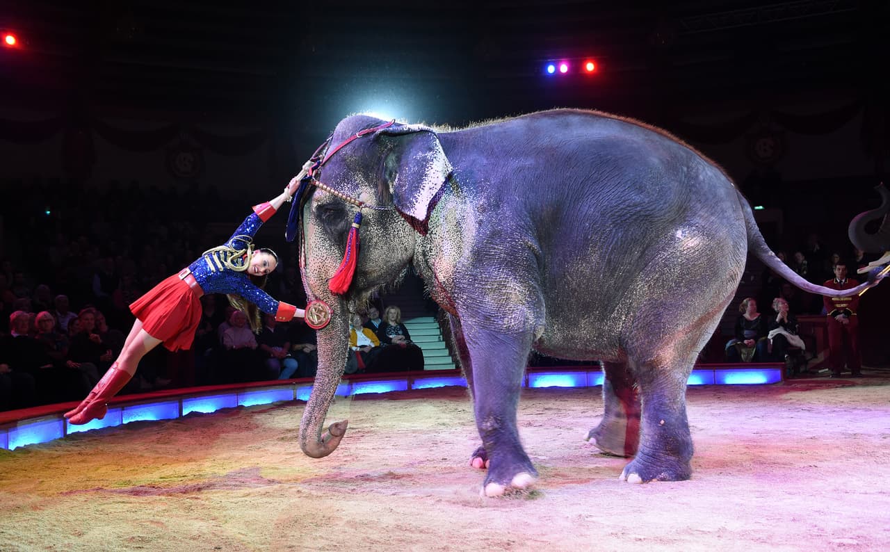 Los elefantes, tigres y perros vuelven al polémico espectáculo de un circo en Massachusetts