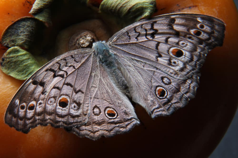 Esta es una curiosa superstición que data de hace muchas décadas, pero que no podría ser más falsa, dándole una mala fama a estos curiosos insectos. ¿Quieres conocer más?