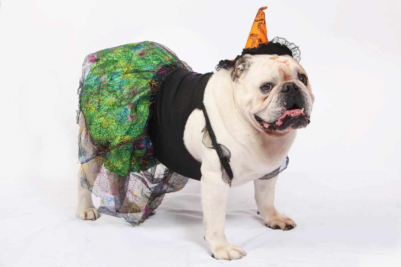 Qué lindos trajes usaron los perros para ser los mejores vestidos.