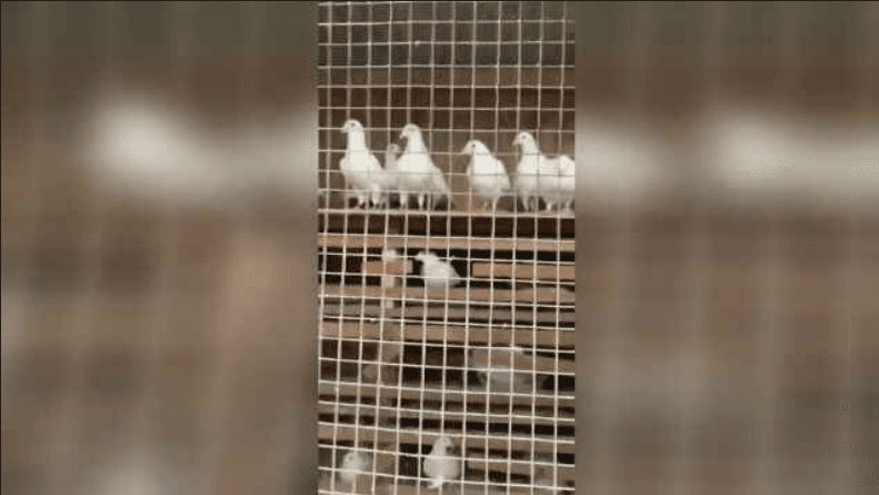 Además de 200 palomas, las autoridades encontraron un arsenal que encendió las alarmar sobre posibles actos de odio.