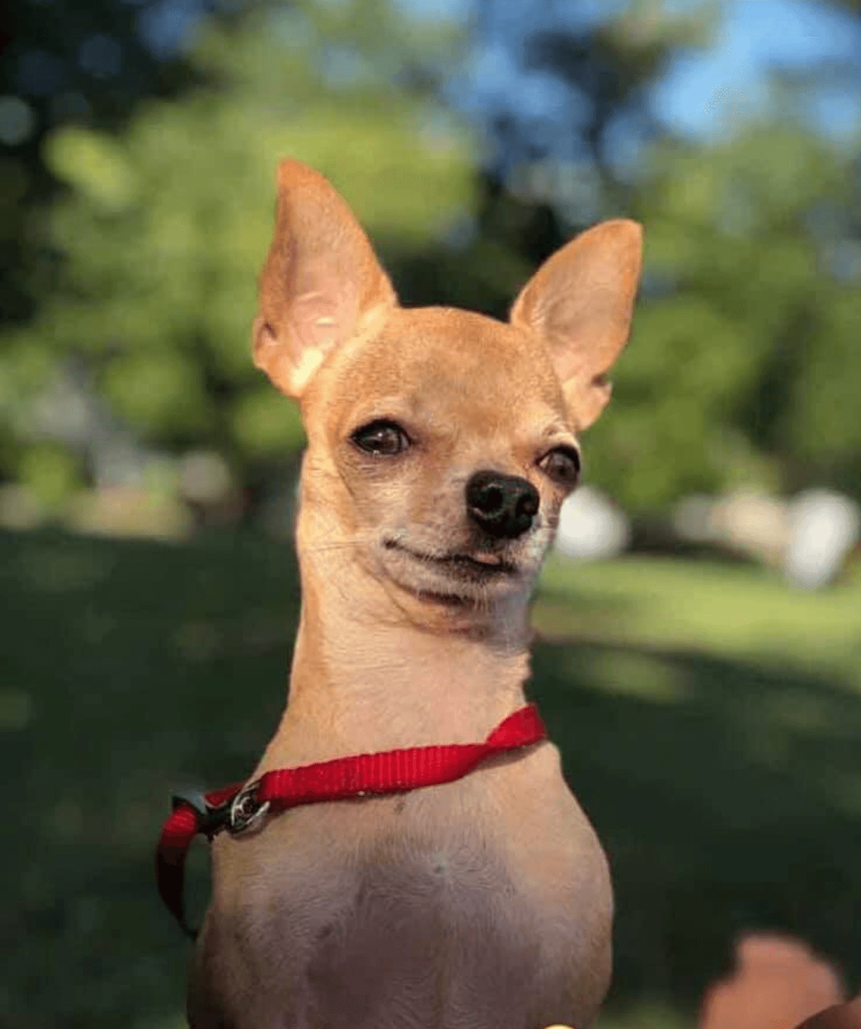 Peke de Chicago, Illinois