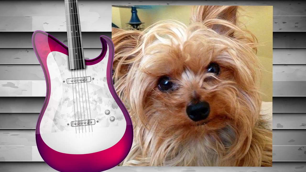 El perrito de Diana Reyes es toda una monería. Este yorkshire terrier tiene su propia cuenta de Instagram (@soyjalapeno) y acompaña a la cantante a todas partes. Aunque aún no cuenta con muchos seguidores, sólo unos 200, creemos que pronto tendrá star status. Isn't he the cutest?