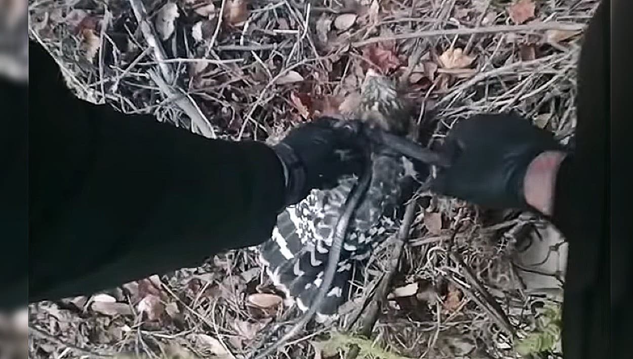 Halcón se queda con hambre, pero vivo: policía lo salva de la serpiente que lo estrangulaba en Florida