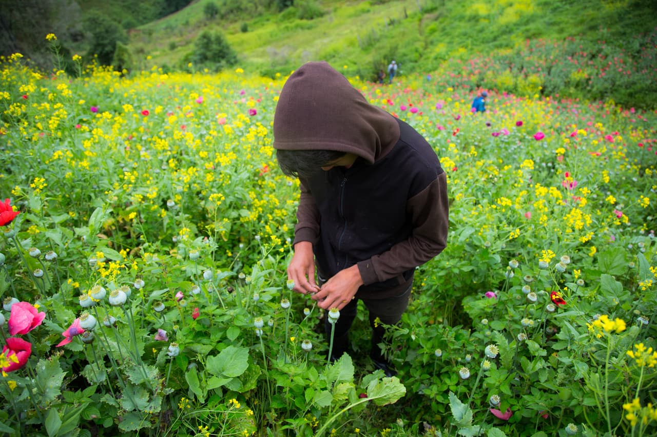 La mayoría de los que trabajan en estos campos son menores de edad, o empezaron a cultivar amapola cuando eran unos niños. Este joven tiene 16 años de edad, empezó a trabajar a los 10.