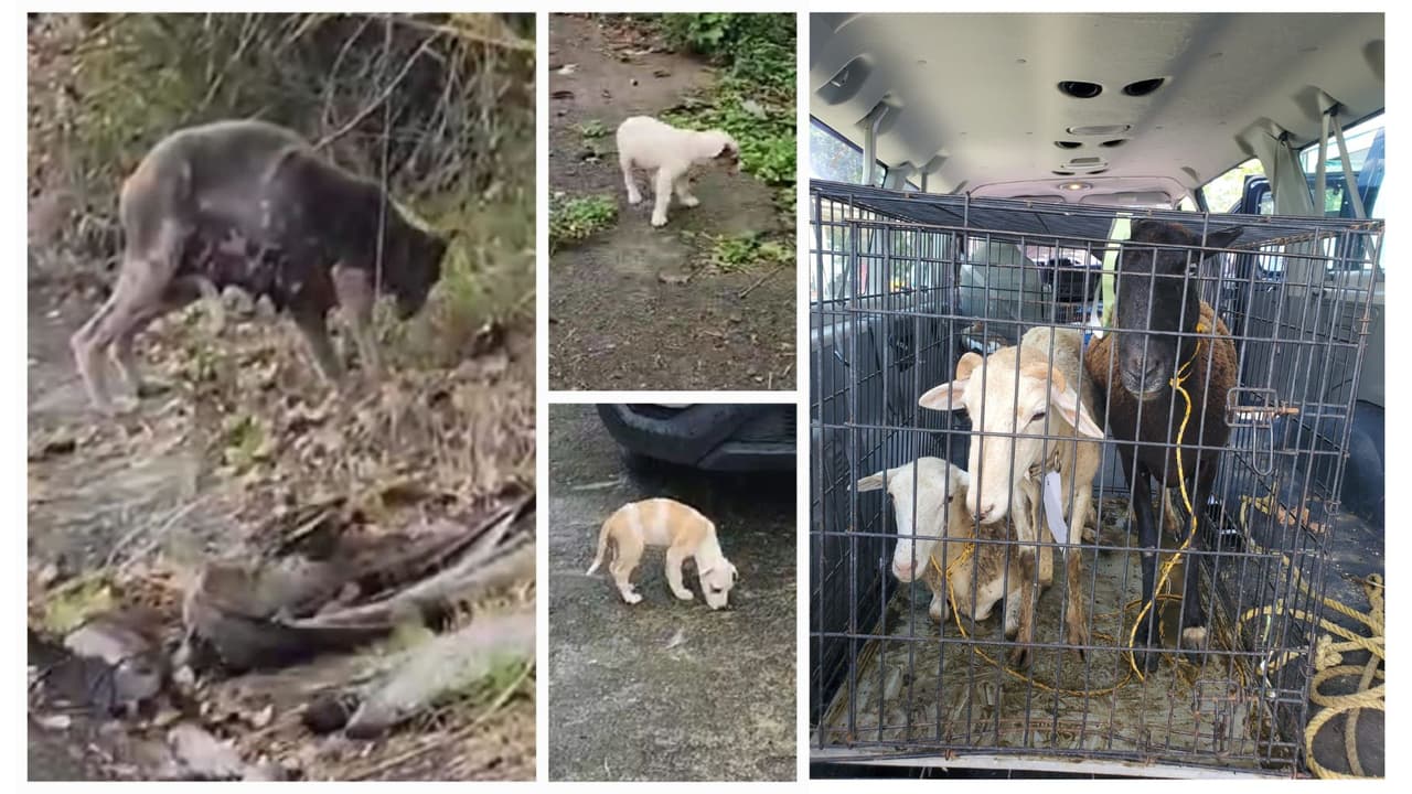 Crueldad sin límites: descubren 170 animales enjaulados y un adulto mayor en condiciones infrahumanas en Gurabo