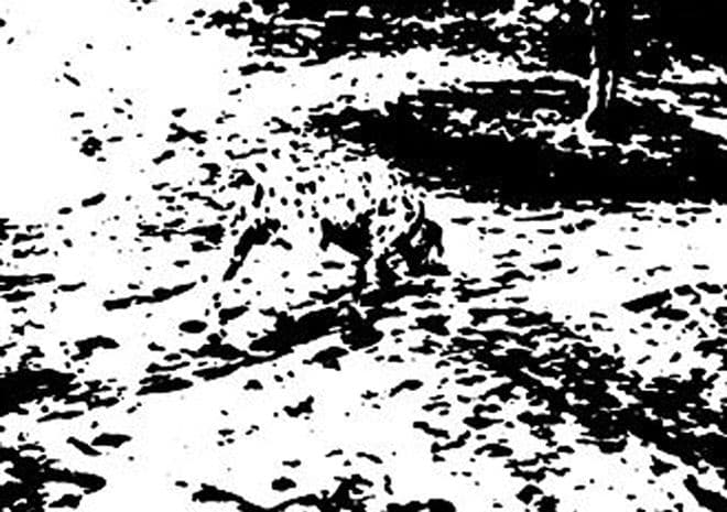 Quizás puedas ver alguna figura en esta imagen abstracta. Es un animal. 
<a href="http://www.proong.com/optical-illusion.php?picture_id=93&">Mira</a>.