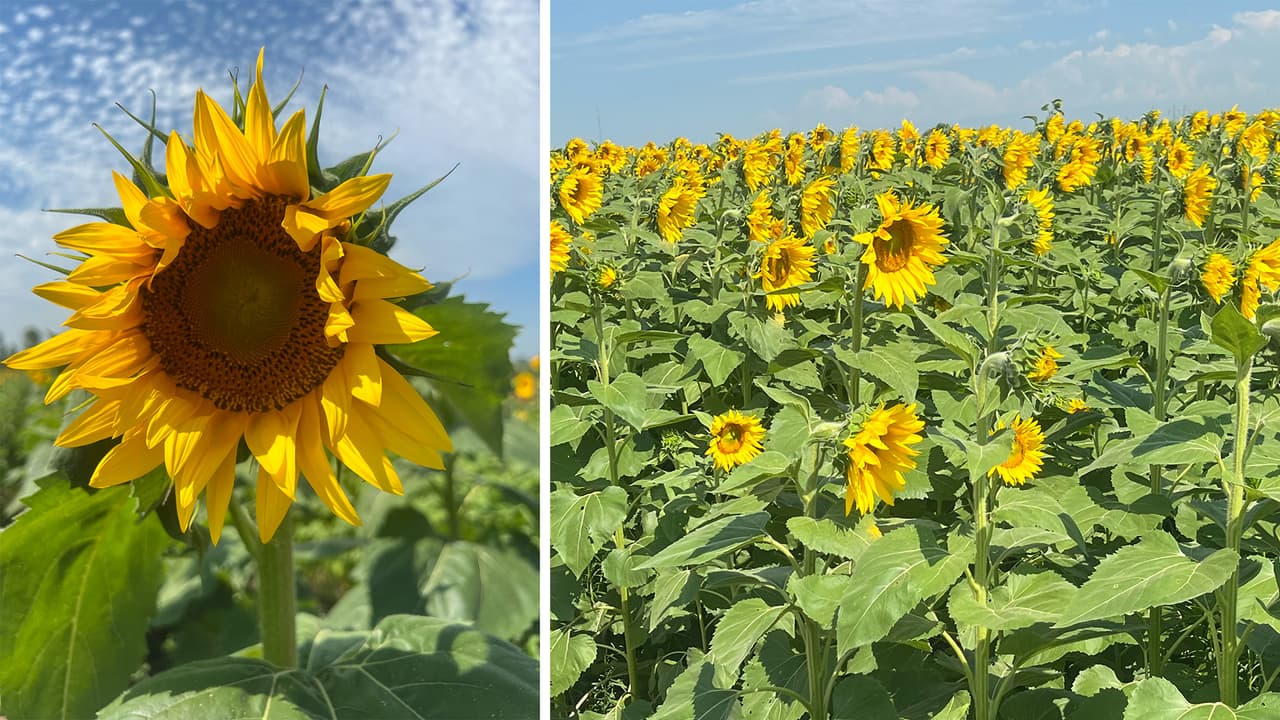 <b>Stade’s Farm and Market</b>
<br>En este sitio puedes disfrutar de los girasoles, de los que hay hasta 18 variedades diferentes en un campo de más de 2 acres. 
<br>Además, puedes pizcar una gran variedad de alimentos, como manzanas, moras, betabeles, fresas y hasta tomates. 
<br>La granja se ubica a 1 hora y media aproximadamente al norte de Chicago, en el condado McHenry. 
<br>
<br>
<b>¿Dónde?</b> Stade’s Farm and Market (3709 Miller Road. McHenry, Il.)
<br>
<b>¿Precio?</b> Los precios de los girasoles son de $2 por pieza, mientras que las experiencias de la granja son a partir de los $6, dependiendo de la fruta y la cantidad. 
<br>Para más información, 
<a href="https://stadesfarmandmarket.com/" target="_blank">consulta esta página</a>.