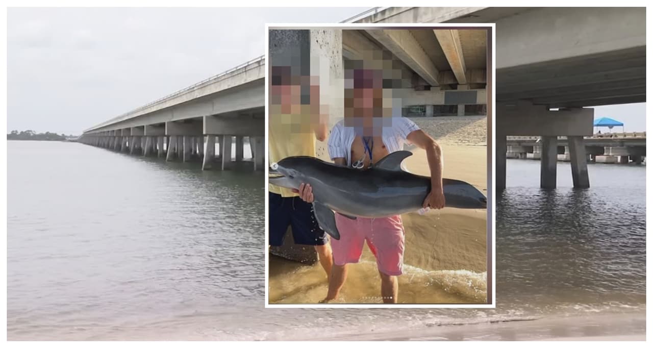 Delfín muere tras ser cargada por adolescente que quería hacerse una foto viral en playa de Florida
