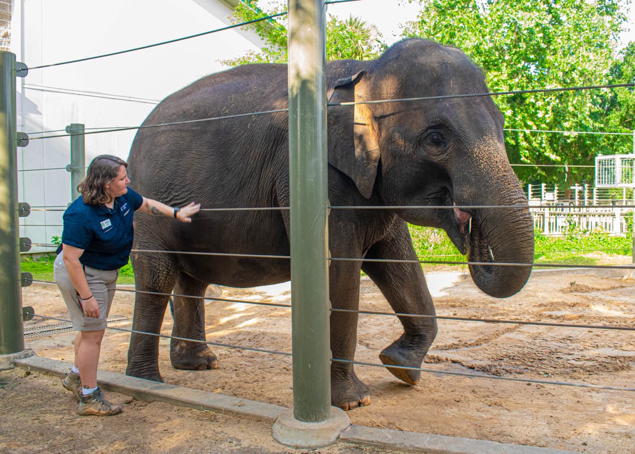 La manada de elefantes del Zoológico de Houston tiene una bendición extra este Día de la Madre... 
<b>están esperando pacientemente un gran parto este año.</b>