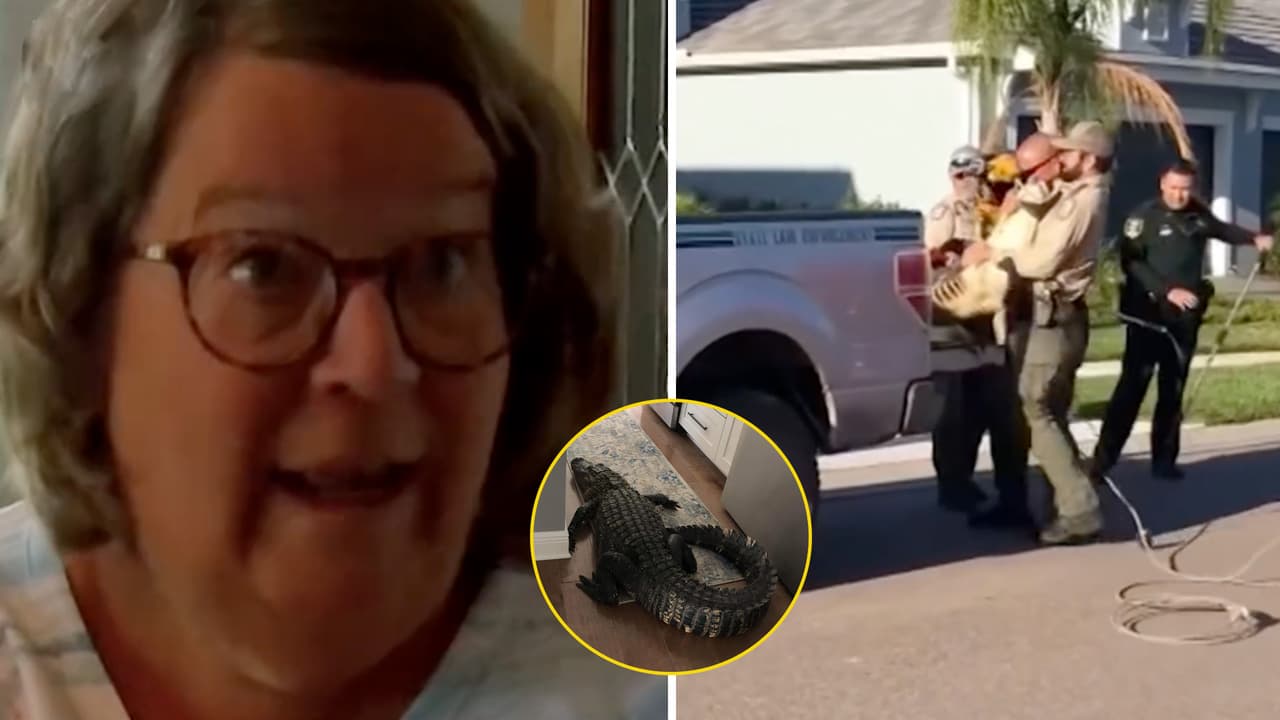 Mujer encuentra caimán de casi 3 metros en su cocina y el video causa terror 