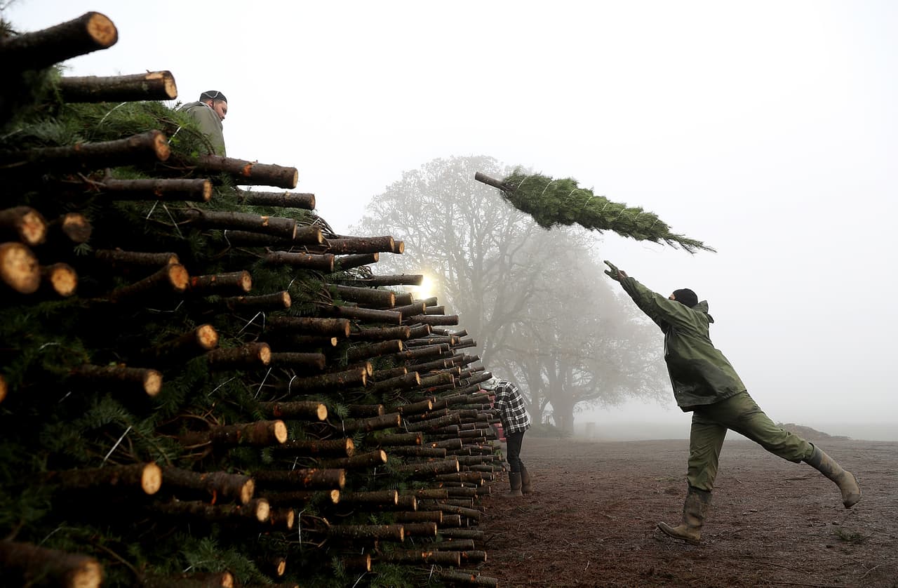 Un trabajador de Holiday Tree Farms arroja un árbol de Navidad recién cosechado en una pila de pinos listos para ser enviados al patio de envíos de Beaver Creek en Oregón, desde donde serán distribuidos.