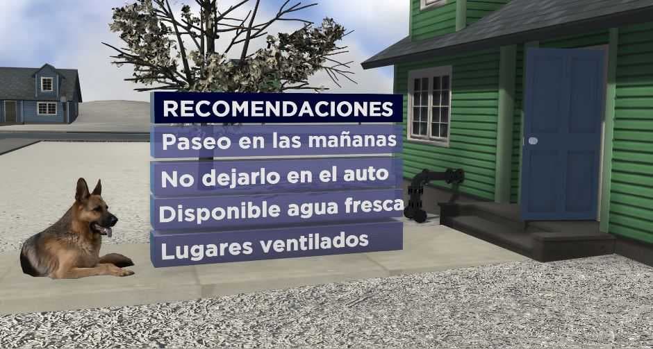 ¿Cómo proteger sus mascotas del calor de verano?