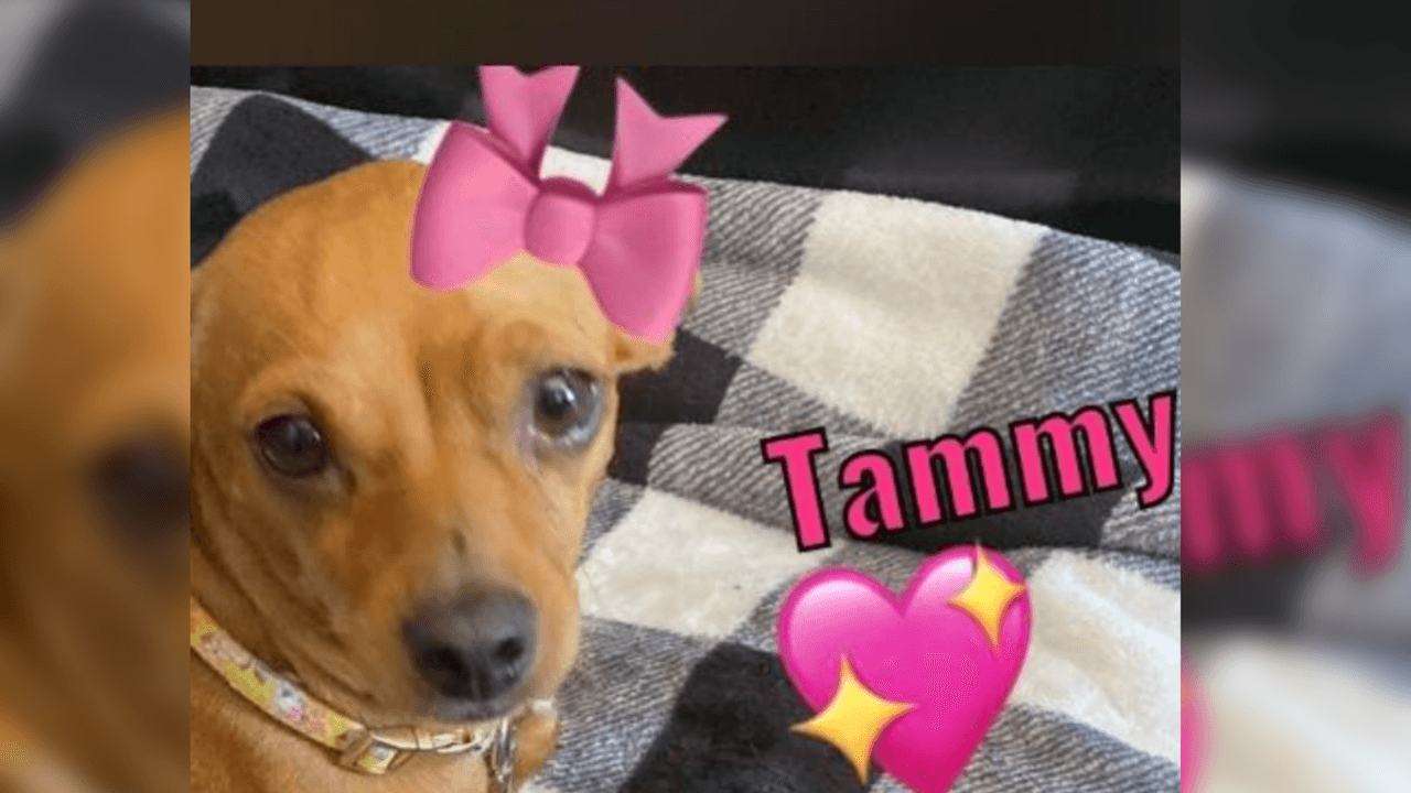 Yadelis Urdaneta dijo: "Tammy es una perrita adoptada en el tiempo de covid. La dueña me dijo que no la podía cuidar, pero que era su vida y al mes la dueña murió de covid y yo la cuido con todo mi amor💕🙏🏻".
<br>