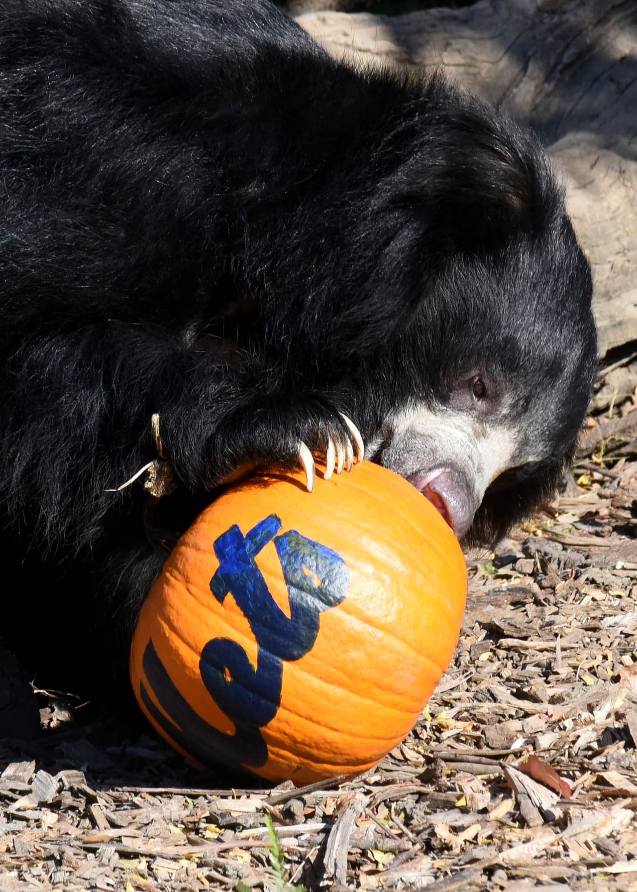 Leopardos blancos y osos del zoológico Brookfield mostraron su apoyo a los Cubs jugando y devorando una calabaza con el nombre de los Mets.