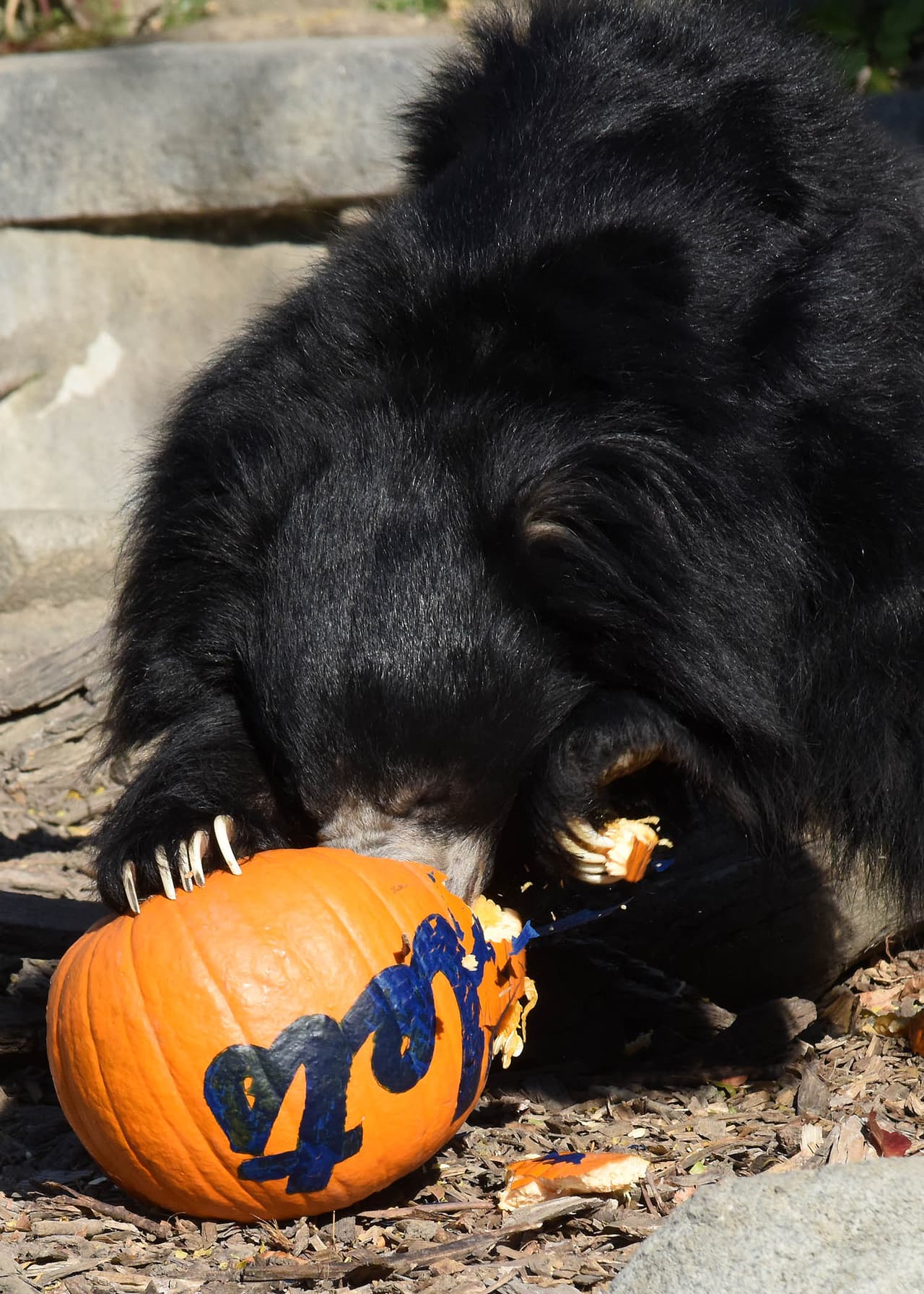Leopardos blancos y osos del zoológico Brookfield mostraron su apoyo a los Cubs jugando y devorando una calabaza con el nombre de los Mets.