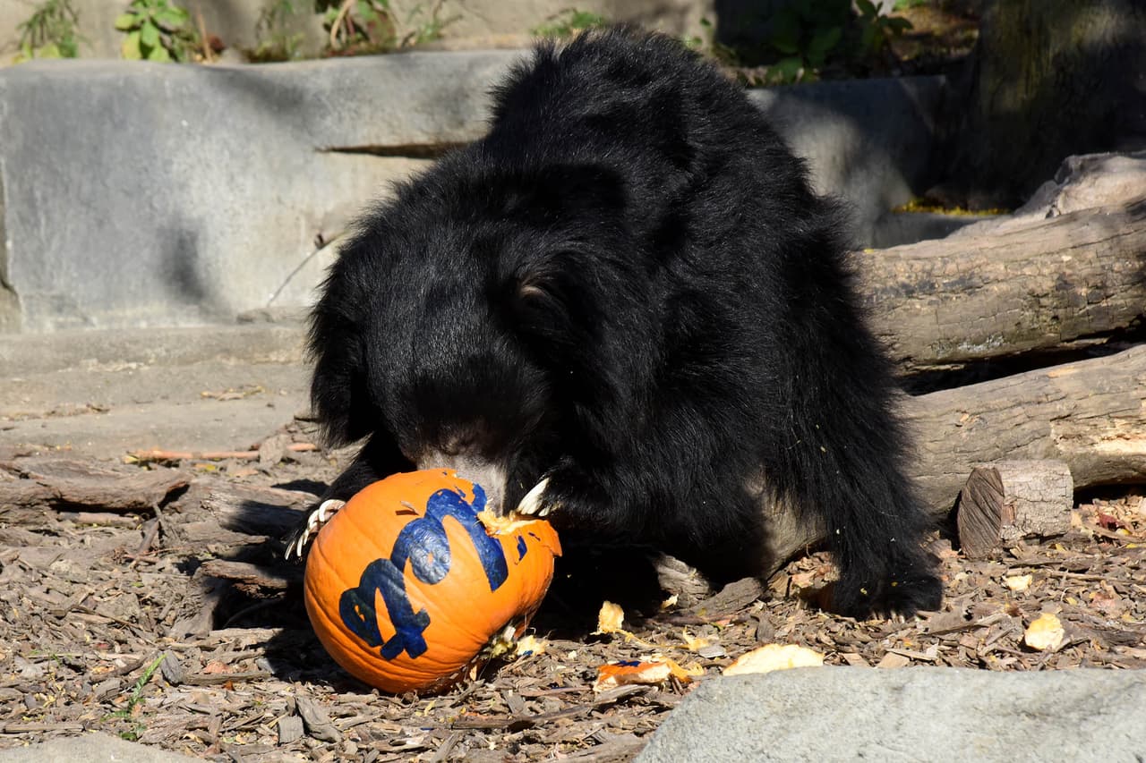 Leopardos blancos y osos del zoológico Brookfield mostraron su apoyo a los Cubs jugando y devorando una calabaza con el nombre de los Mets.