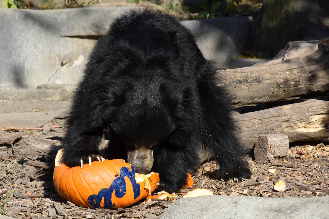 Leopardos blancos y osos del zoológico Brookfield mostraron su apoyo a los Cubs jugando y devorando una calabaza con el nombre de los Mets.