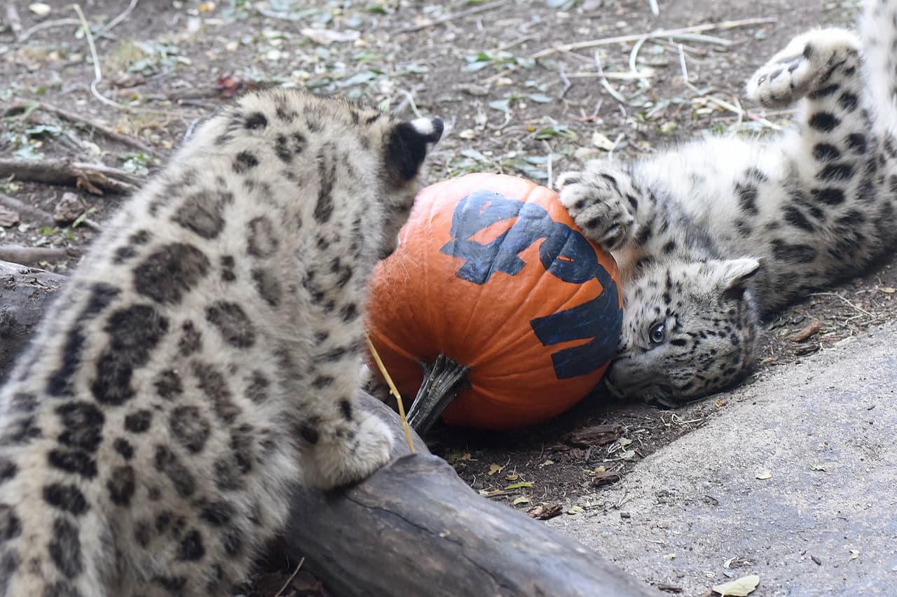 Leopardos blancos y osos del zoológico Brookfield mostraron su apoyo a los Cubs jugando y devorando una calabaza con el nombre de los Mets.