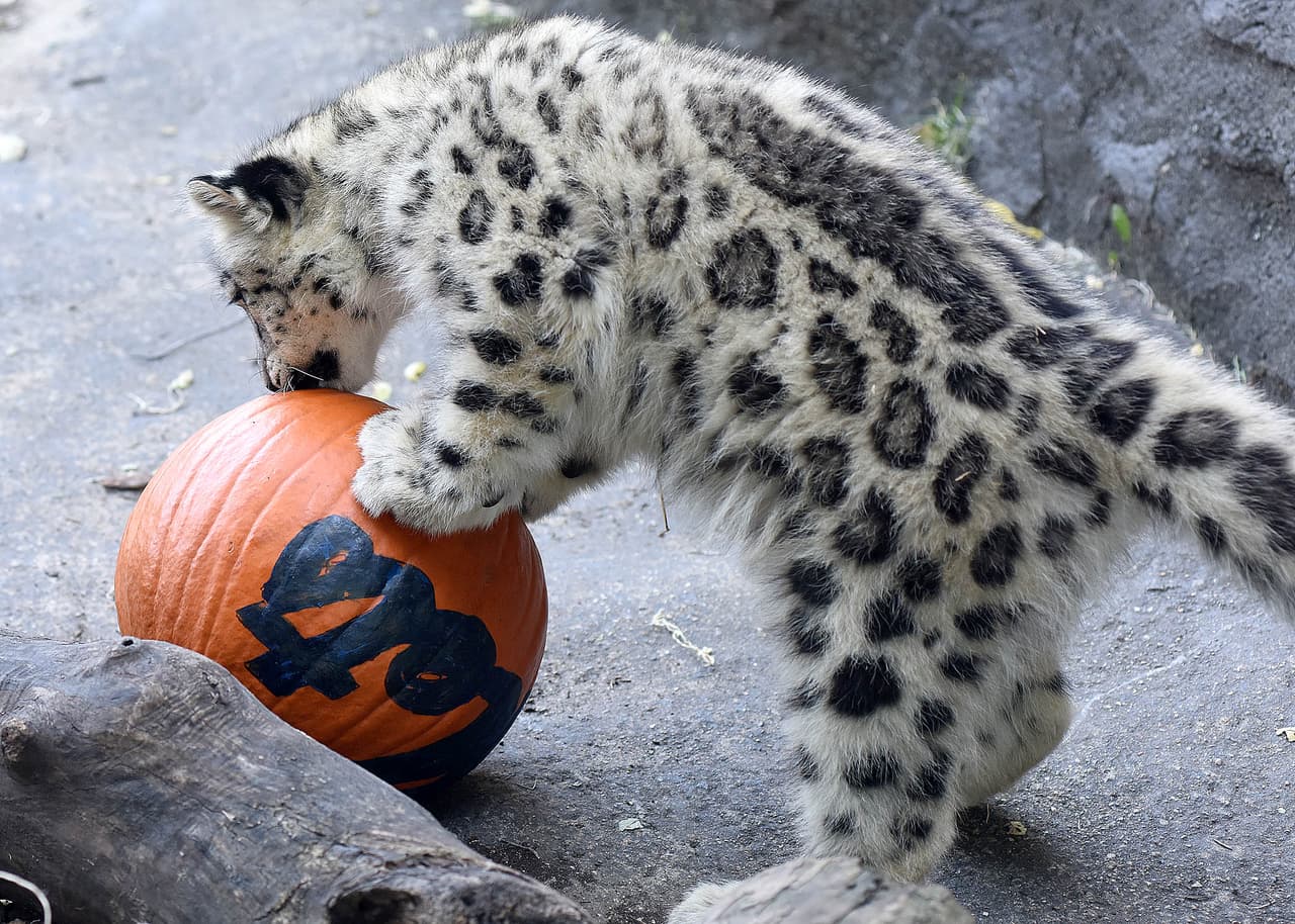 Leopardos blancos y osos del zoológico Brookfield mostraron su apoyo a los Cubs jugando y devorando una calabaza con el nombre de los Mets.