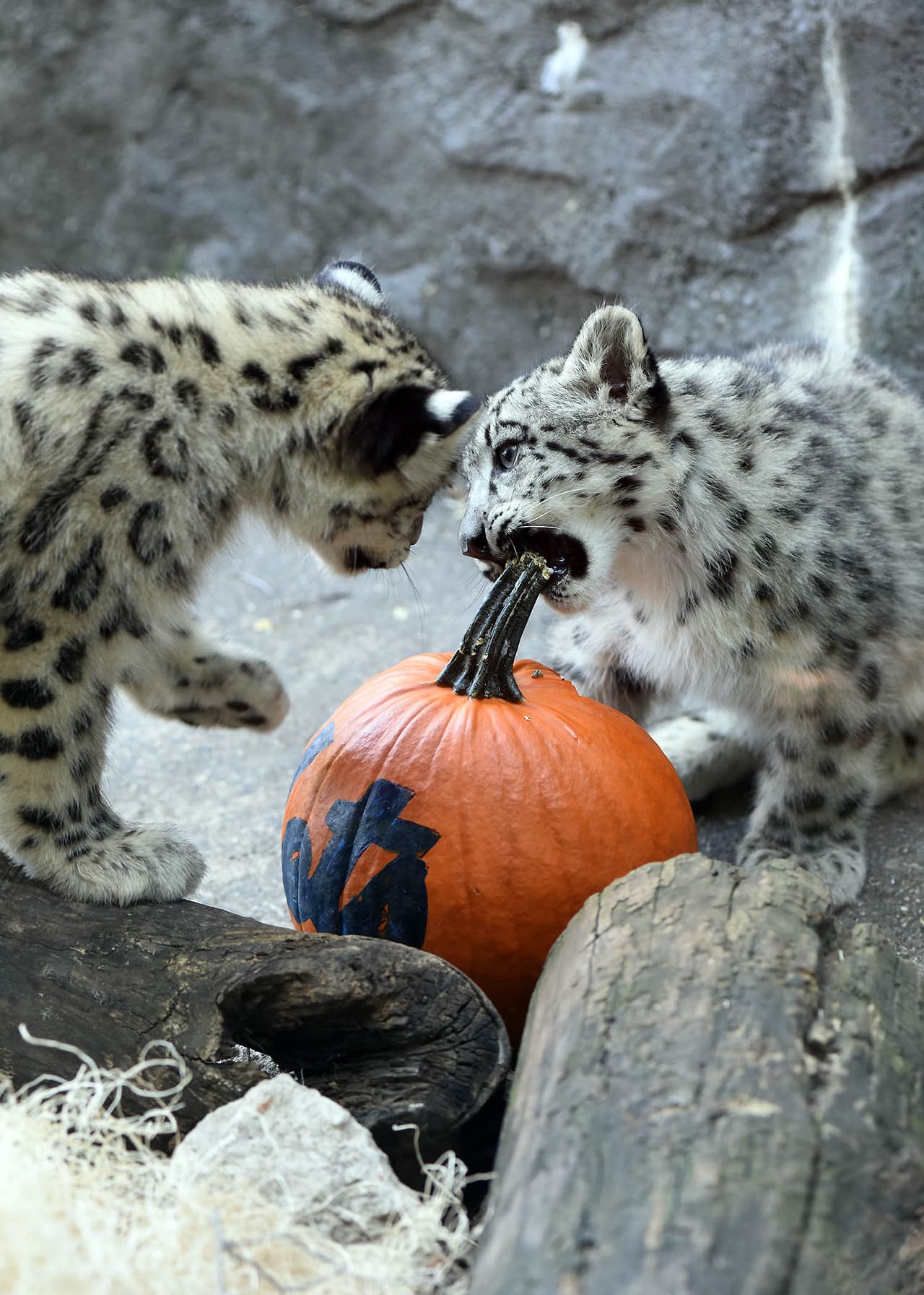 Leopardos blancos y osos del zoológico Brookfield mostraron su apoyo a los Cubs jugando y devorando una calabaza con el nombre de los Mets.