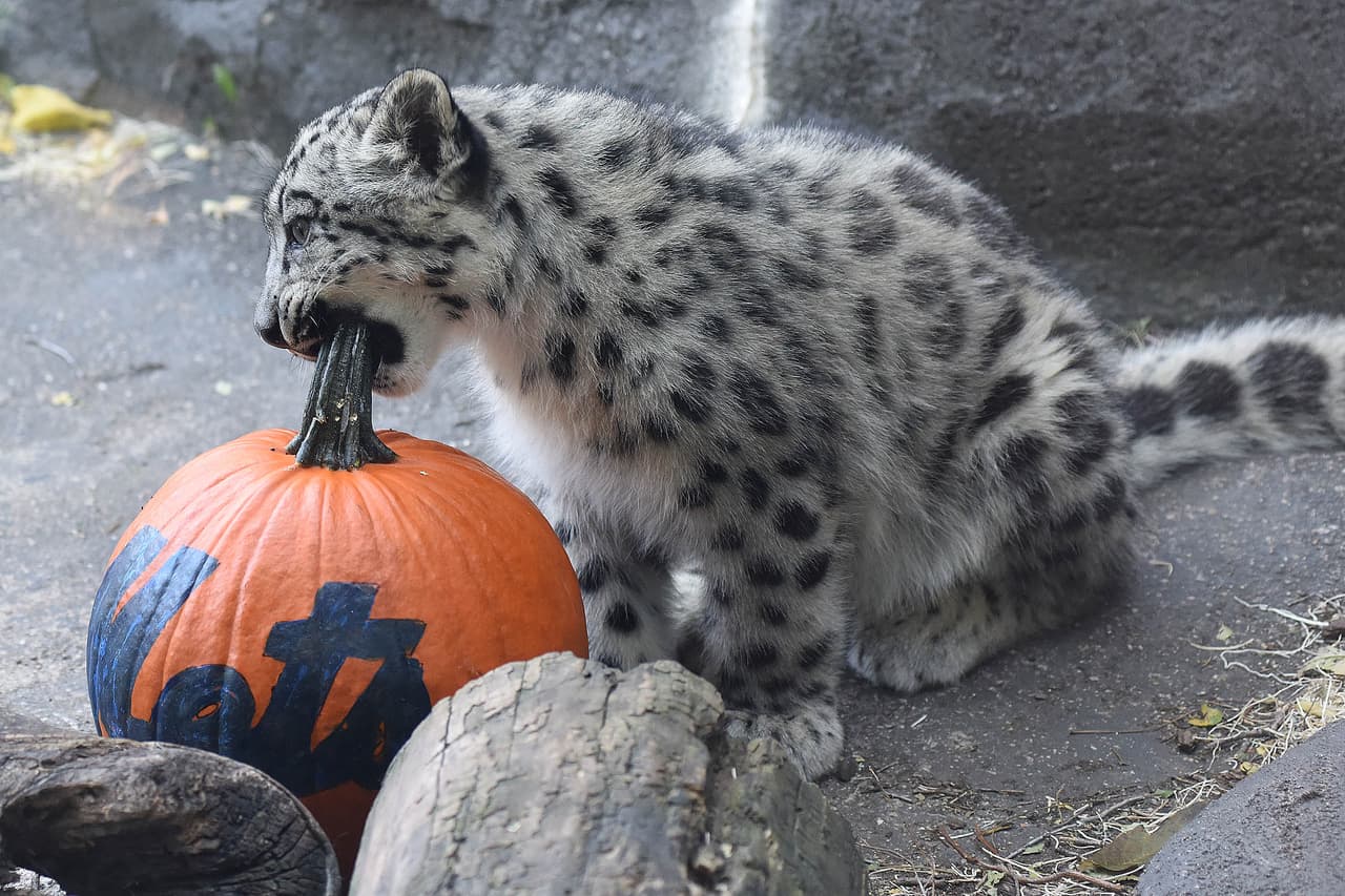 Leopardos blancos y osos del zoológico Brookfield mostraron su apoyo a los Cubs jugando y devorando una calabaza con el nombre de los Mets.