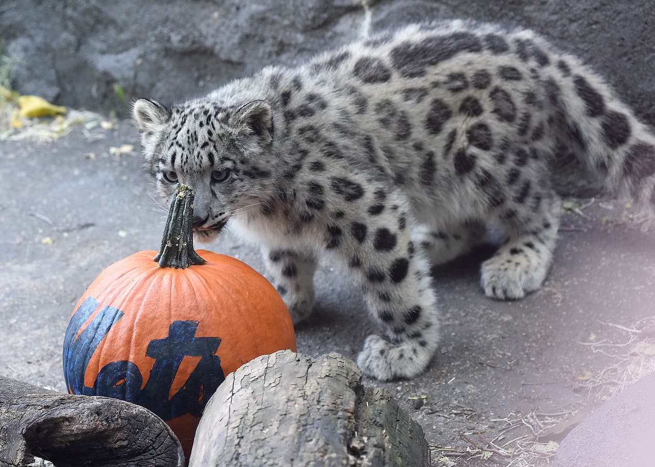 Leopardos blancos y osos del zoológico Brookfield mostraron su apoyo a los Cubs jugando y devorando una calabaza con el nombre de los Mets.