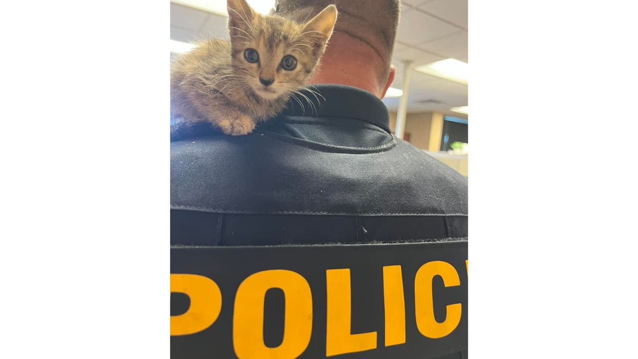 Y dos días después de ser rescatada, Stormy fue nombrada agente Kat-9 de la Policía de Burleson.