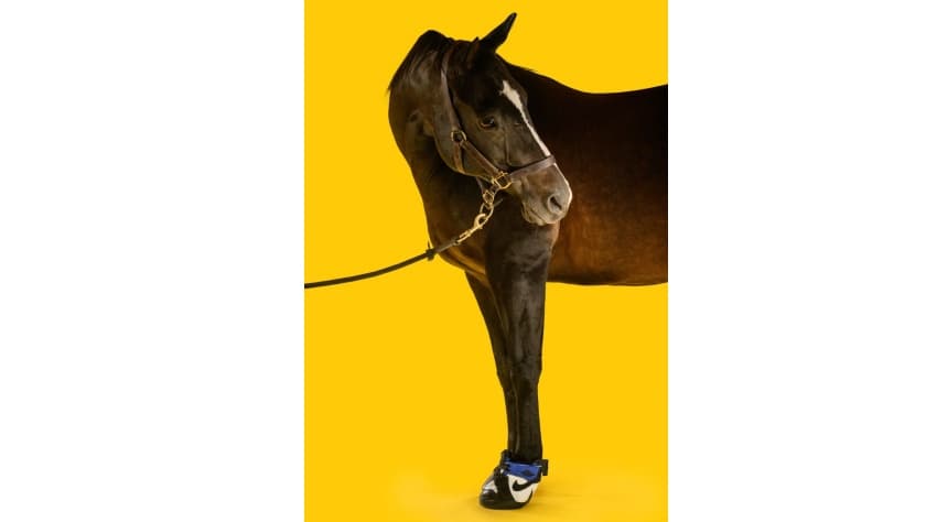 Las zapatillas deportivas para caballos adaptadas por Marcus Floyd.