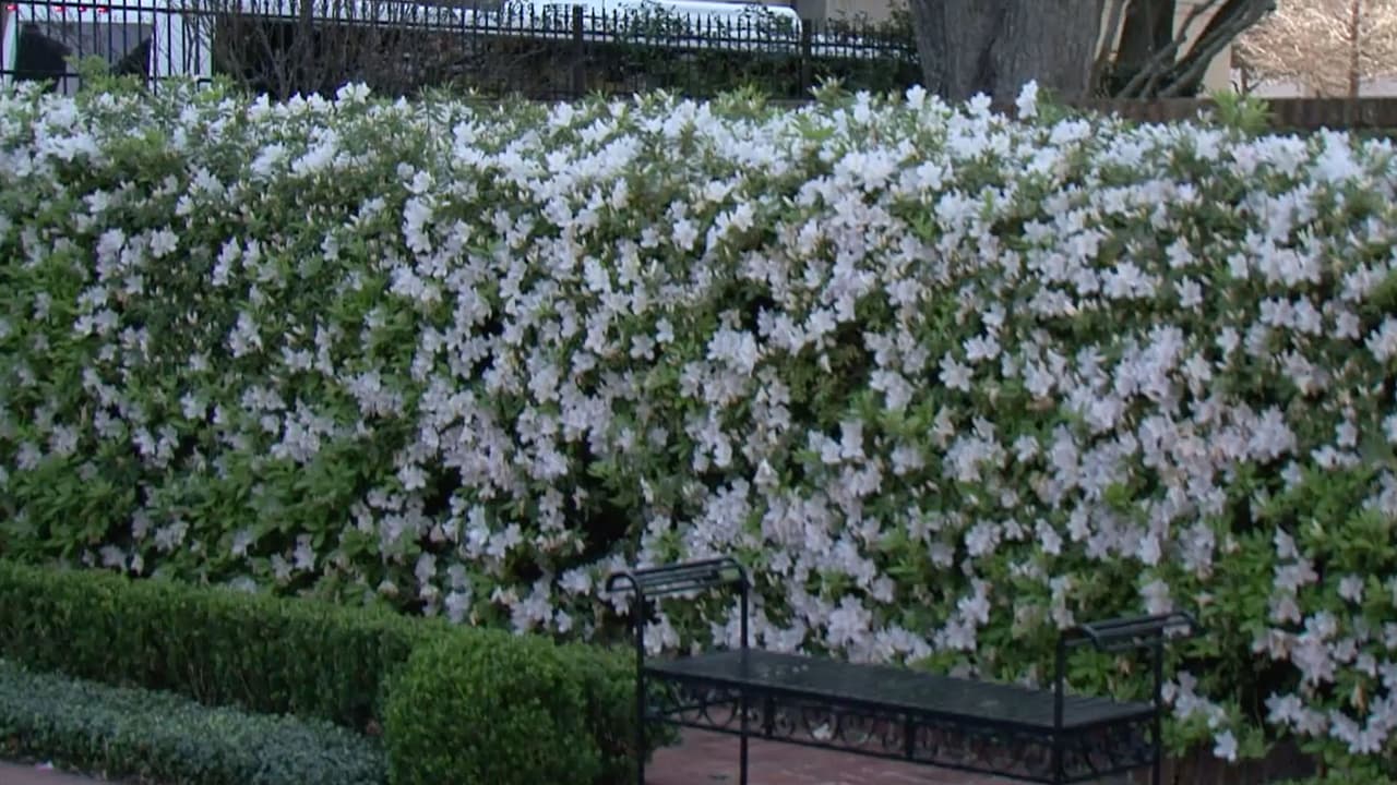 Aprenden más sobre los arreglos florales.